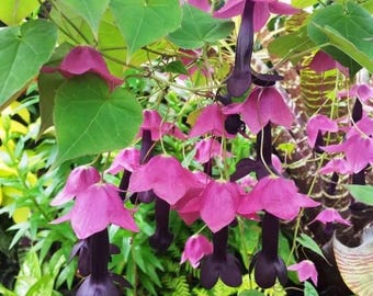 Purple Bell Vine, 6 Seeds, Rhodociton Atrosanguineus, GMO free
