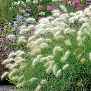 Pode incluir: Um close-up de um pedaço de grama ornamental branca com plumas felpudas. A grama está crescendo em um jardim com outras plantas no fundo.