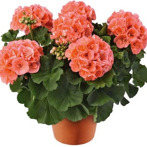 May include: A potted plant with vibrant orange flowers and lush green leaves. The plant is in a terracotta pot.
