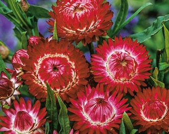 ストローフラワー、ピンク、1 g / 200 種子、Helichrysum bracteatum