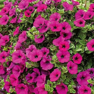 Może przedstawiać: Wiszący kosz przepełniony żywymi, magenta petuniami. Kwiaty są w pełnym rozkwicie, tworząc bujny i kolorowy pokaz.