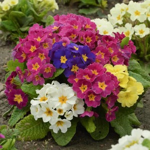 Primrose Mixed Colors, 0.1 g / 100 Seeds, Primula elatior, GMO free