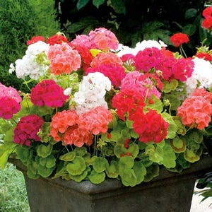 Pode incluir: Um vaso cheio de gerânios coloridos em tons de rosa, vermelho e branco. As flores estão em plena floração e criam uma exibição vibrante.