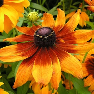 Rudbeckia Black-Eyed Susan Flower, Rudbeckia hirta, 1 g / 200 nasion, bez GMO