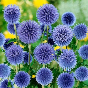 Può includere: Un gruppo di cardi globosi blu in fiore. I fiori sono rotondi e pelosi, di colore blu chiaro. I fiori stanno crescendo in un giardino.