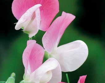 Guisante de olor enano fragante PINK CUPID, 1 g / 10 semillas, Lathyrus Odoratus, libre de OGM