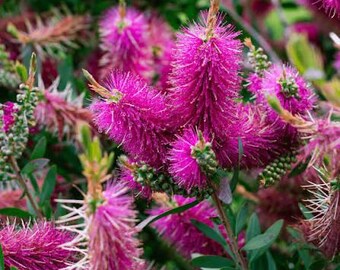 Planta viva Jeffers Purple Bottlebrush - Arbusto perenne de 3 galones - Favorita de colibríes y polinizadores - Flores moradas - Tolerante al calor