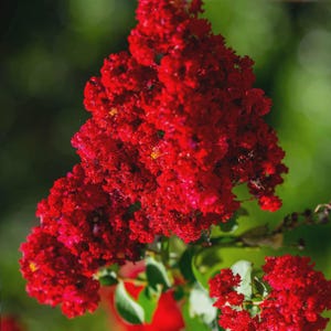 May include: Close-up of vibrant red crepe myrtle flowers in full bloom. The flowers are clustered together, creating a dense, textured appearance. Green leaves and stems provide a contrasting backdrop, with a blurred green background.