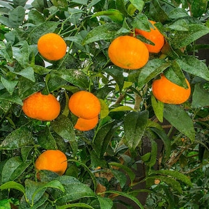 Honey Murcott Mandarin Tree: Sweet, Seedless Citrus - Cold Hardy
