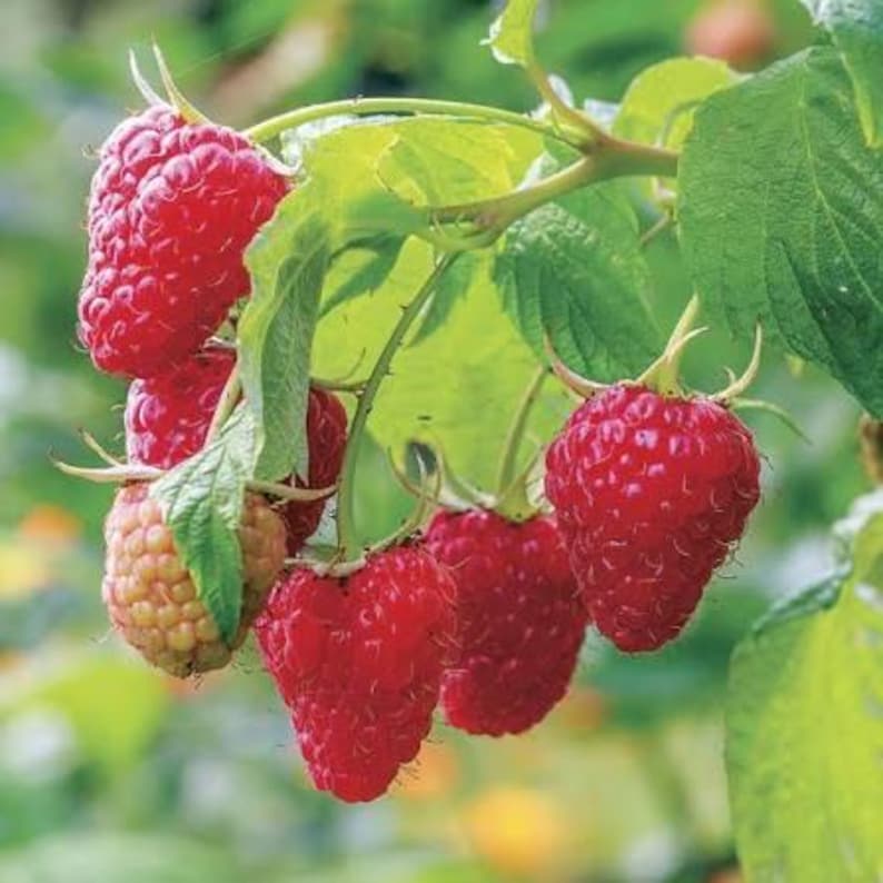 K&ouml;nnte beinhalten: Nahaufnahme einer Himbeerpflanze mit reifen, roten Beeren. Die Beeren sind an einem Zweig mit gr&uuml;nen Bl&auml;ttern angeordnet. Einige Beeren entwickeln sich noch und haben eine hellere Farbe. Das Bild ist gut beleuchtet und hebt die Textur und Farbe der Fr&uuml;chte hervor.