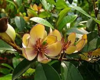 Banana Magnolia – Strong Banana-Scented Blooms – Evergreen Flowering Shrub – 1 Gallon