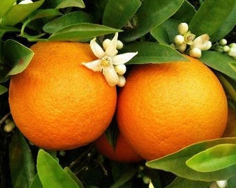 May include: Close-up of ripe oranges on a tree branch, surrounded by green leaves and white blossoms. The oranges are a vibrant orange color with a textured surface, and the image captures the freshness of the fruit.