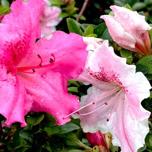 May include: Close-up of vibrant pink azalea flowers with water droplets on the petals. The flowers have a mix of bright pink and pale pink hues, with dark pink stamens and green leaves in the background. The image captures the delicate beauty of the blooms.