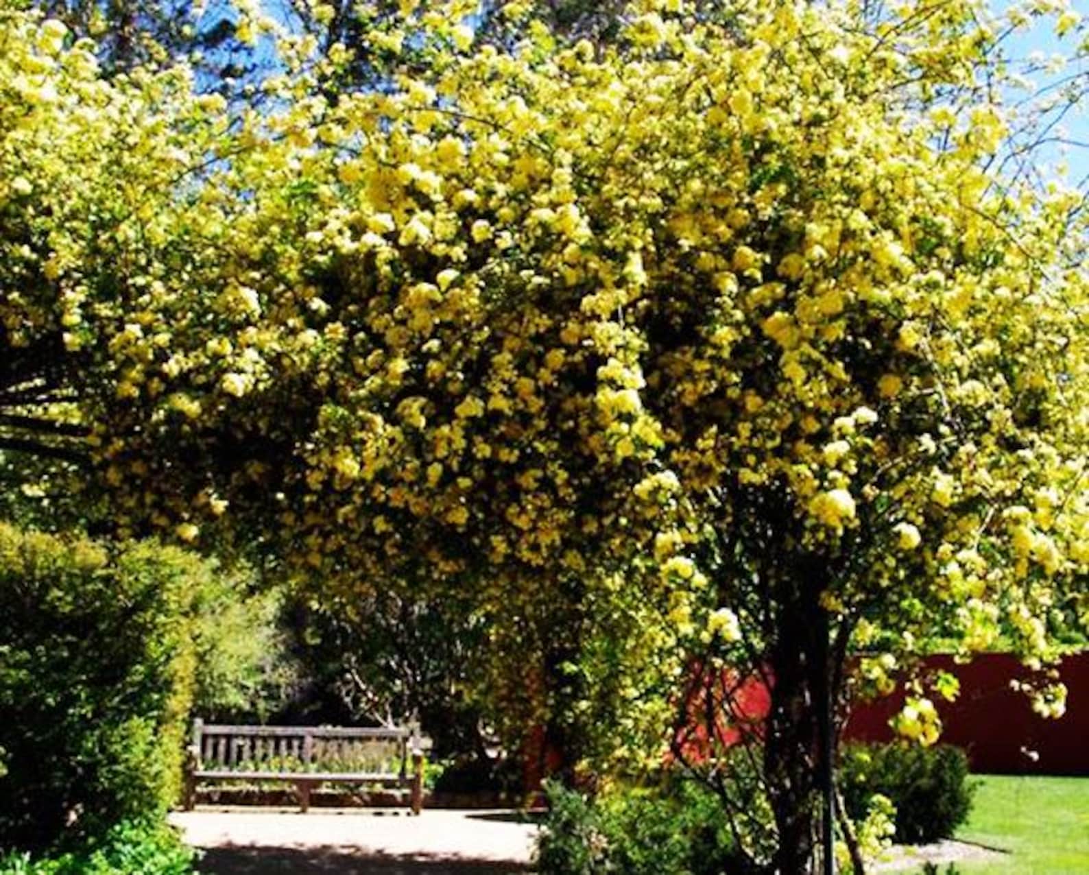 Lady Banks Climbing Rose: Thornless Yellow Perennial Vine - - Etsy