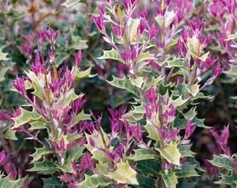Osmanthus Party Lights de 3 galones / Olivo de té fragante variegado / Planta perenne para privacidad / Follaje rosado
