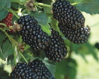 Könnte beinhalten: Eine Ansammlung reifer, glänzend schwarzer Brombeeren, die an einer grünen Ranke mit gezackten Blättern hängen. Die Beeren bestehen aus zahlreichen kleinen, abgerundeten Steinfrüchten und weisen eine tiefdunkle Farbe sowie eine glänzende Textur auf.