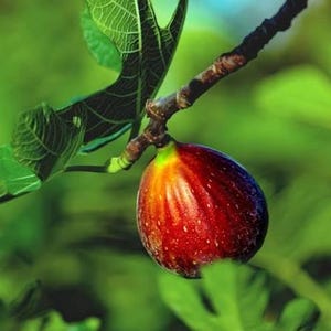 May include: A close-up of a ripe fig fruit hanging from a branch, with green leaves in the background. The fig is a deep red color with hints of purple and orange, and small white spots. The fruit is attached to a brown branch.