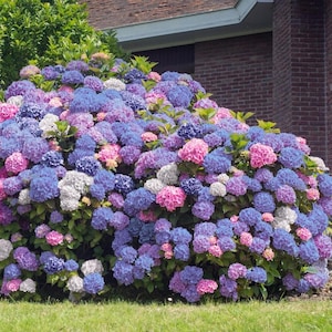 May include: A vibrant bush overflowing with large hydrangea blooms in shades of pink, purple, blue, and white. The flowers are densely packed, creating a full, colorful display. Green foliage provides a backdrop to the blossoms. The bush is in front of a brick building.