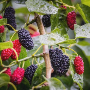 May include: Close-up of a mulberry tree branch with ripe berries. The image shows clusters of dark purple and bright red mulberries hanging from the branches, surrounded by green leaves. Water droplets are visible on the leaves and berries.
