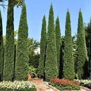 May include: A row of tall, slender, columnar evergreen cypress trees with dense, dark green foliage. The trees are arranged in a vertical formation against a clear blue sky, with low-growing white and red flowering plants at the base.