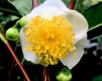 Könnte beinhalten: Eine weiße Teeblüte mit zarten, abgerundeten Blütenblättern, die ein dichtes, leuchtend gelbes Zentrum aus zahlreichen Staubgefäßen umgeben. Die Blüte sitzt an einem dünnen braunen Stiel, begleitet von mehreren kleinen, glatten, grünen Knospen.