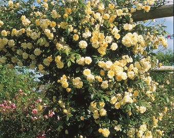 Lady Banks Climbing Rose – Fast-Growing Thornless Yellow Rose Vine | Spring-Blooming Antique Heirloom