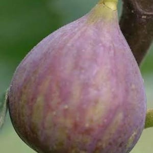May include: Close-up of a ripe fig, showcasing a purple exterior with subtle yellow and green hues. The fig is attached to a stem, with a green background. The fruit's skin has a smooth texture.