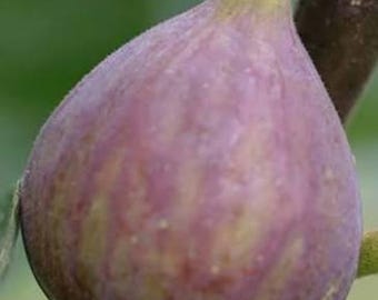 Improved Celeste Fig Tree: Sweet, Cold-Hardy, Self-Fertile (1 Gallon)
