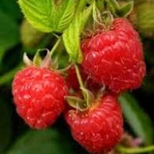 K&ouml;nnte beinhalten: Nahaufnahme von reifen, roten Himbeeren mit gr&uuml;nen Bl&auml;ttern und Stielen. Die Himbeeren stehen im Fokus und zeigen ihre strukturierte Oberfl&auml;che und leuchtende Farbe. Das Bild hebt die nat&uuml;rliche Sch&ouml;nheit der Frucht hervor.