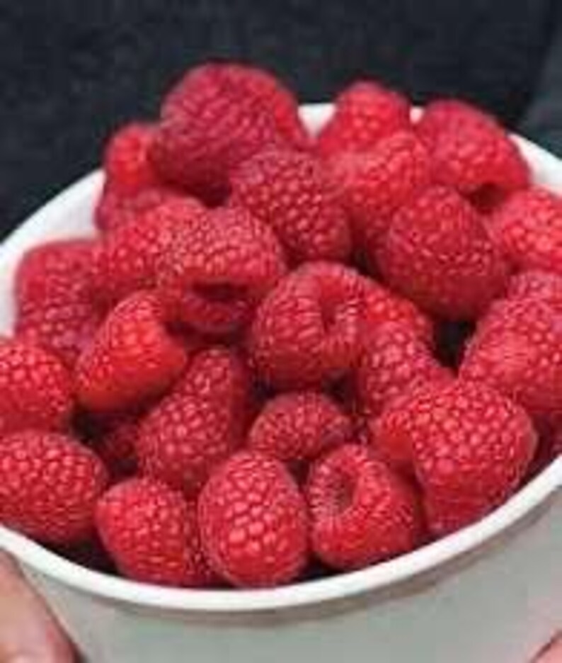 K&ouml;nnte beinhalten: Eine wei&szlig;e Sch&uuml;ssel voller frischer, reifer roter Himbeeren. Die Himbeeren sind im Fokus und zeigen ihre strukturierte Oberfl&auml;che und leuchtende Farbe. Die Sch&uuml;ssel wird vor einem dunklen Hintergrund gehalten.