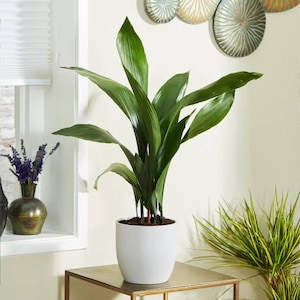 May include: A lush green plant with long, broad leaves in a white pot. The plant sits on a gold-colored table. A window with a white frame and a vase with purple flowers are visible in the background. Decorative wall art is also visible.