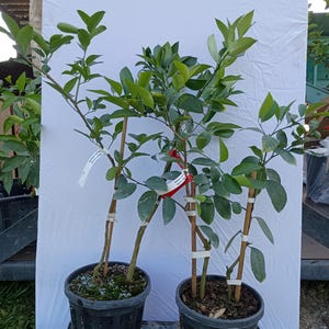 Limonero Meyer y limero persa: dos variedades de cítricos en una sola maceta - Árbol vivo imagen 4