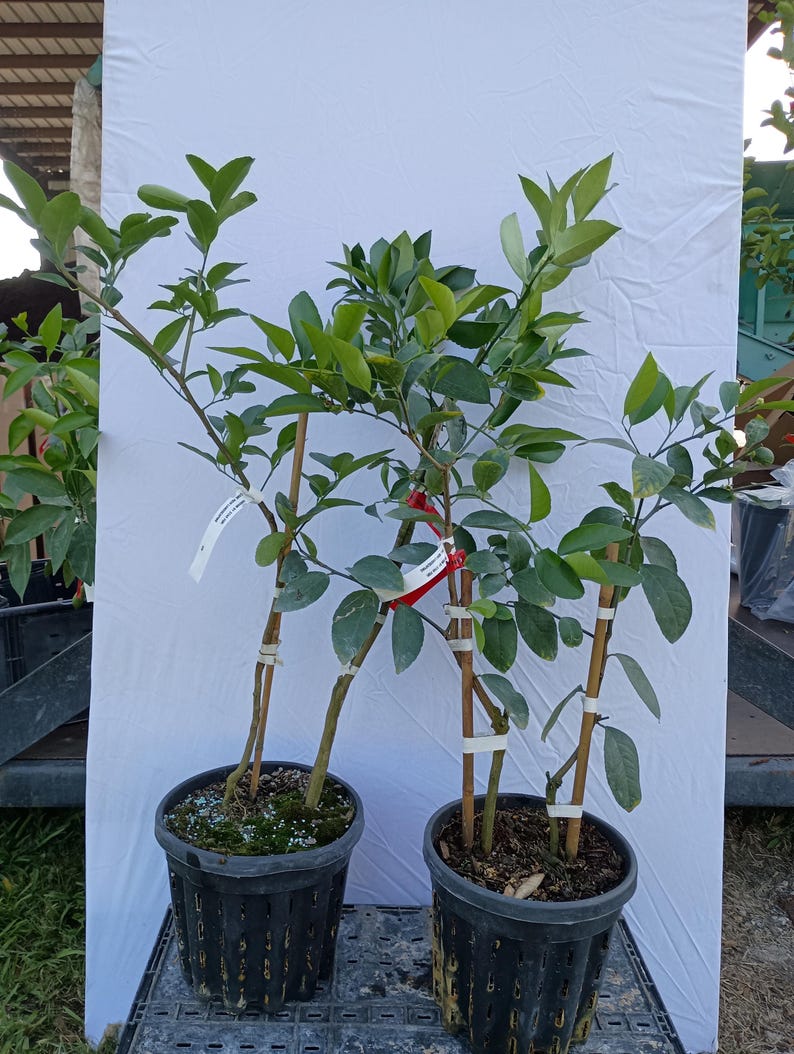Limonero Meyer y limero persa: dos variedades de cítricos en una sola maceta - Árbol vivo imagen 4