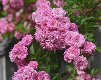 Peggy Martin Rose Bush – Hardy Climbing Rose with  Pink Blooms | Thornless