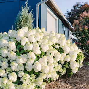 Puede incluir: Un exuberante arbusto de flores de hortensia blancas en plena floración. Las flores están agrupadas, creando una forma densa y redondeada. El fondo presenta un edificio azul con una ventana blanca y un pequeño árbol perenne.