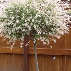May include: A standard tree with a slender, light gray trunk and a dense, rounded canopy. The foliage features a variegated pattern of deep green leaves mixed with prominent white and pale pink tips, creating a bright, textured appearance.