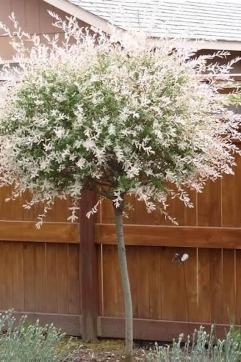 May include: A standard tree with a slender, light gray trunk and a dense, rounded canopy. The foliage features a variegated pattern of deep green leaves mixed with prominent white and pale pink tips, creating a bright, textured appearance.