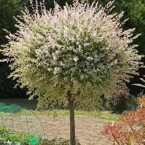 May include: A deciduous tree with a rounded canopy featuring variegated foliage in shades of creamy white, soft pink, and green. The tree has a single, slender, upright brown trunk and is positioned in an outdoor garden setting.
