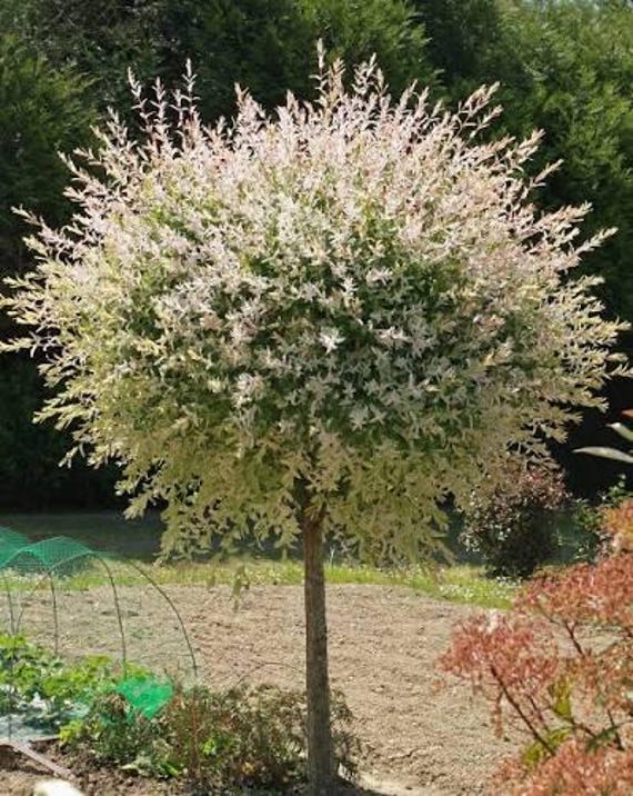 Tri Color Dappled Willow Tree Form | Salix Hakuro Nishiki | Variegated Pink White Green Foliage | Fast Growing Ornamental Tree
