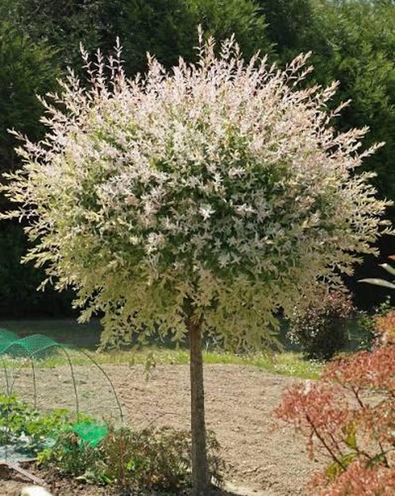 May include: A deciduous tree with a rounded canopy featuring variegated foliage in shades of creamy white, soft pink, and green. The tree has a single, slender, upright brown trunk and is positioned in an outdoor garden setting.