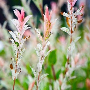 May include: A Salix integra Hakuro-nishiki plant featuring slender stems with variegated foliage. The leaves display a mix of creamy white, soft pink, and bright green mottled patterns, with some brown edges on the older, lower leaves.