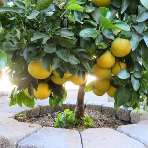 May include: A small citrus tree laden with ripe, yellow fruit. The tree has a brown trunk, green leaves, and is surrounded by a stone border. The fruit appears to be grapefruit or a similar citrus variety.
