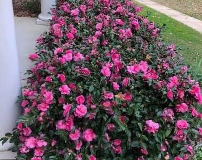 Pink Evergreen Shishi Gashira Camellia – Dwarf Evergreen Pink Blooms – Fall to Early ...