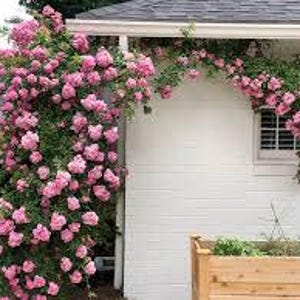 May include: A white house exterior adorned with a climbing rose bush bursting with pink flowers. The roses cascade over the roof and around a small window. A wooden planter box is positioned below the window.
