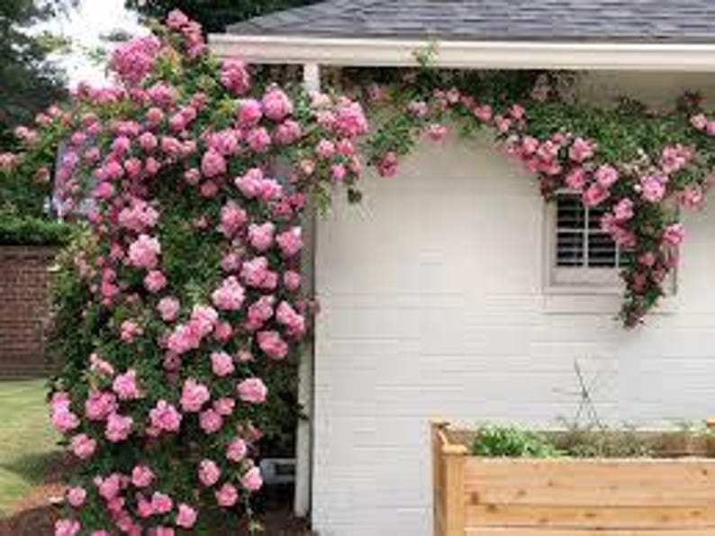 May include: A white house exterior adorned with a climbing rose bush bursting with pink flowers. The roses cascade over the roof and around a small window. A wooden planter box is positioned below the window.