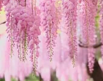 Pink Wisteria Vine Live Plant 4 Inch Pot | Fragrant Pink Flowering Climbing Vine | Fast Growing Trellis Arbor Pergola Plant