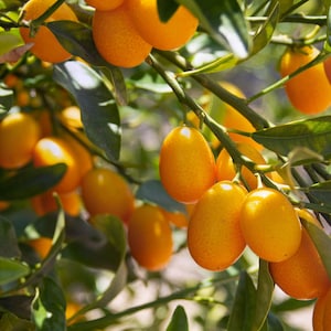 Nagami Sour Kumquat Tree: Edible Peel, Dwarf Citrus - Container Ready