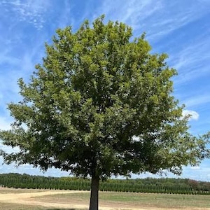 May include: A large, mature deciduous tree with a dense, rounded canopy of vibrant green leaves and a sturdy, central brown trunk, standing prominently in an open field under a bright blue sky with wispy white clouds during the daytime.
