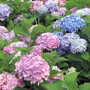 May include: A vibrant display of hydrangea flowers in full bloom. The image showcases large clusters of pink, purple, and blue blossoms, surrounded by lush green leaves. The flowers are in various stages of bloom, creating a textured and colorful scene.
