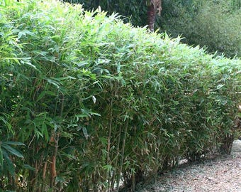 Golden Goddess Bamboo 5 Pack Bare Root Plants Clumping Bamboo Privacy Hedge Screen Fast Growing Bambusa multiplex Live Plants